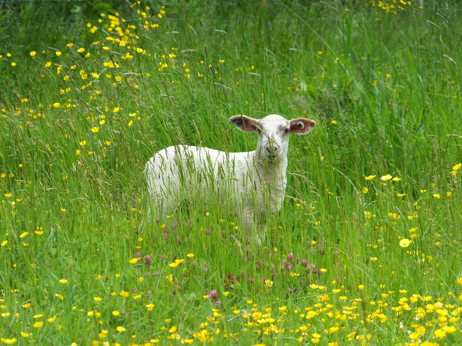 Lamb with flowers in Coopers Meadow