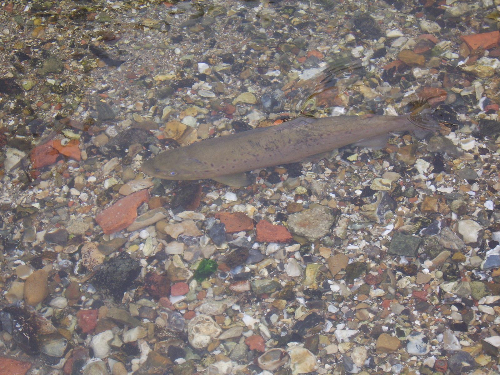 Brown Trout in the River Kennet
