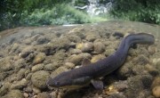 An exciting new project celebrating eels is coming to River Kennet and the River Pang