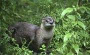 An Otter spotted at Stonebridge