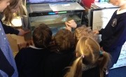 Kennet Schools raise Eels in the Classroom