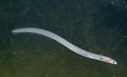 Eel project highlights the value of citizen science