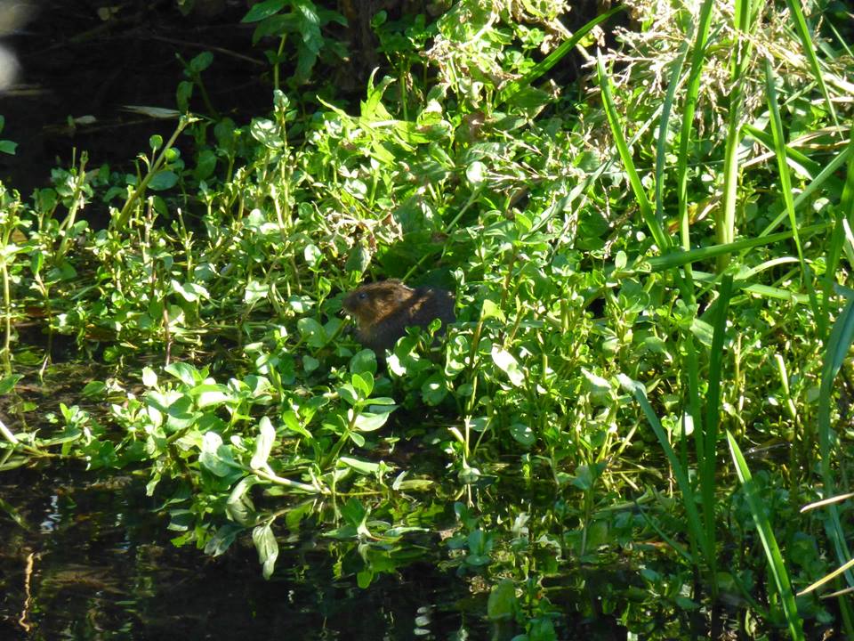 Water Vole amongst sedge and watercress