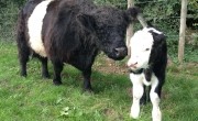 New calf for Marlborough