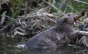 AGM sparks lively debate on beavers